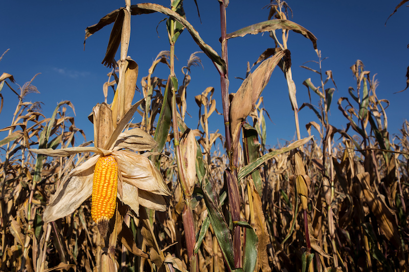 Corn Field