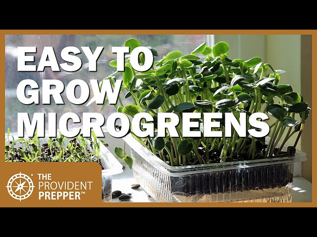 Indoor Garden: Growing Microgreens in Self-Watering Trays